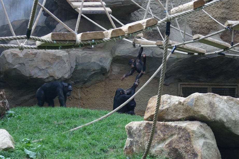 k-Zoo 119.jpg